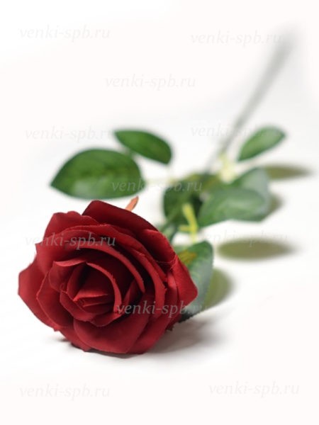 Роза Алеге — красная - Фото 1 | Компания «Венок»