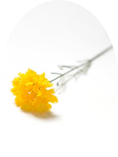 ЭДВИДЖ Одиночная гвоздика пластиковая ( желтая) - Фото 1 | Компания «Венок»